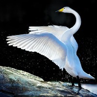 丁国权