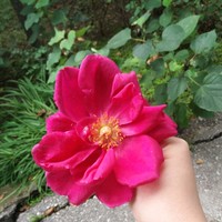 Самира Салимова