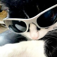 cool kat