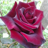 Daniela Amihalachioaei