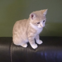 adolfo gianfrancesco