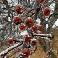 Marijke van Nieuwstadt