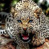 ZI ZOO