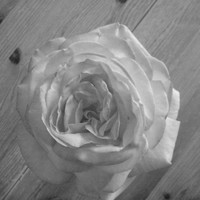 Michelle Rose