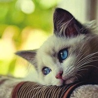 程正东