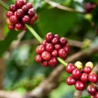 Trưởng Đỗ