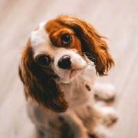 Animal Lover