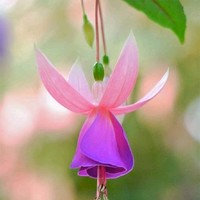 Leidy Dayana Mejia Castro