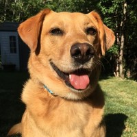 Buddy The Rescue Dog