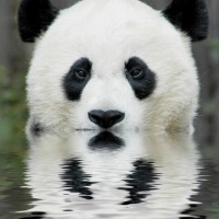 Panda Bear