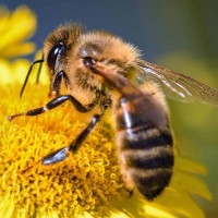 Bee Impact Bee Impact