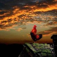 朱小磊