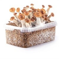 Mondo Growkits
