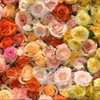 Bushra Khalid