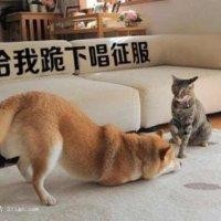 蒙显江