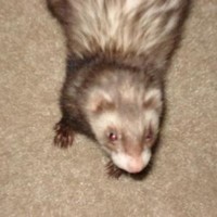 shamus O'Hare