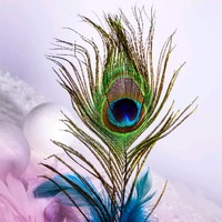 Rohit C.