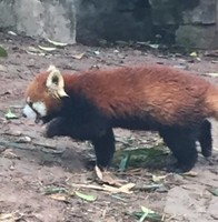刘冰莹