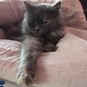 Lovely Paws