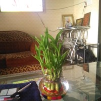Pami Dhilon