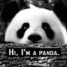 Bamboo Panda