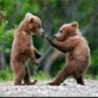 Bear Jackson