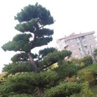 Esmael Adem Esleman, Ph.D.