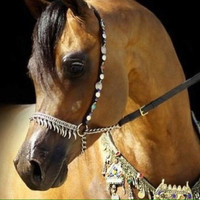 Al Alsheikh