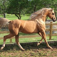 Copper View Farm