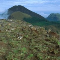 Greenhopper cabs Munnar