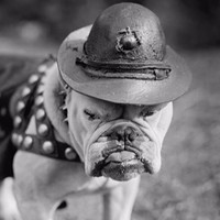 Devil Dog