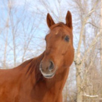 Robin Ferguson - Heike