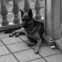 domingo  gonzalez lozano