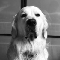 Bismarck 🐶