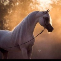 بدران مرزوق