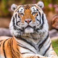 Mike Tiger