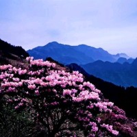 杨春利