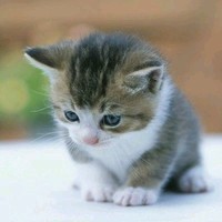 Meong Meong