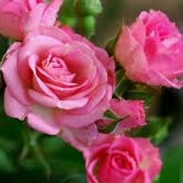 Nishtha Shubham