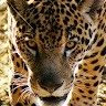Takari Guyane