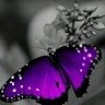 Joy Wilcher