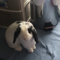 derek grondin-marcoux