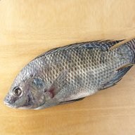 Nodis Fish