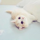王一添