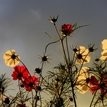 Bushra Jabar