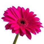 Rachna Bha Rac Fdgd Singh Sdk