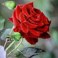 amraagrabadbashi abashi