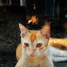 Dipon Dey