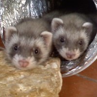 Monik13 NineFerrets