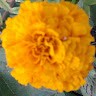 Manoj Bhurke